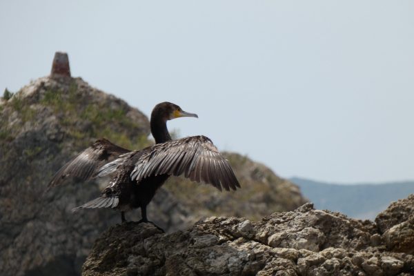 18938-dolphin-watching-in-arrabida-national-park-1679430615