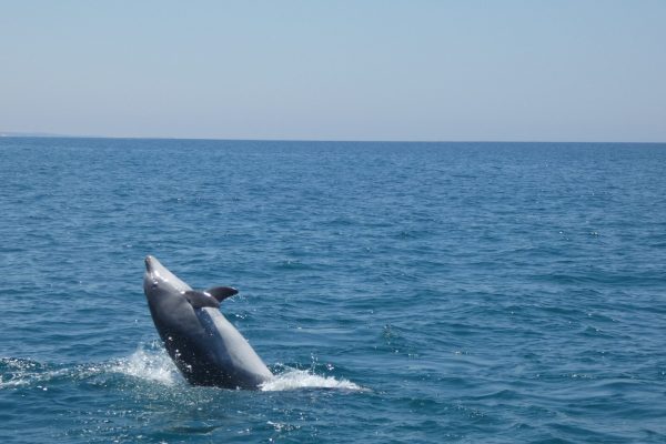 18939-dolphin-watching-in-arrabida-national-park-1679430615