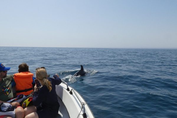 18941-dolphin-watching-in-arrabida-national-park-1679430615