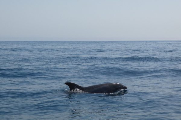 18942-dolphin-watching-in-arrabida-national-park-1679430615