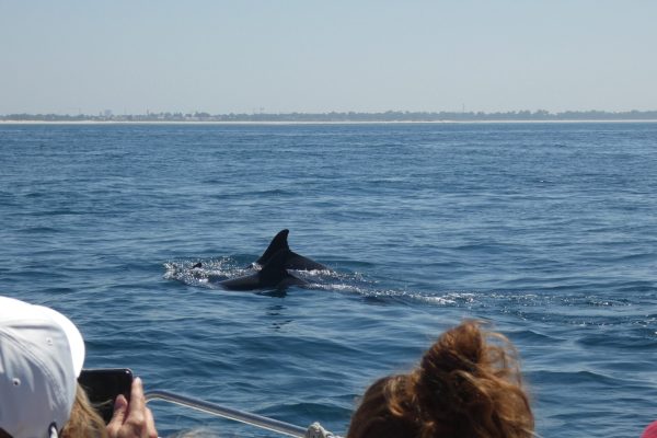 18943-dolphin-watching-in-arrabida-national-park-1679430615