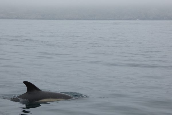 18944-dolphin-watching-in-arrabida-national-park-1679430615