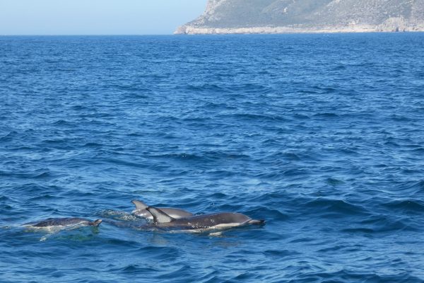 18945-dolphin-watching-in-arrabida-national-park-1679430615