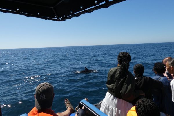 18946-dolphin-watching-in-arrabida-national-park-1679430615