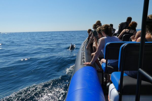 18947-dolphin-watching-in-arrabida-national-park-1679430615