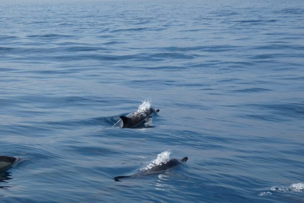 18948-dolphin-watching-in-arrabida-national-park-1679430615