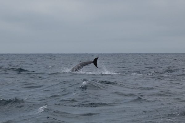 18949-dolphin-watching-in-arrabida-national-park-1679430615