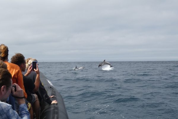 18950-dolphin-watching-in-arrabida-national-park-1679430615