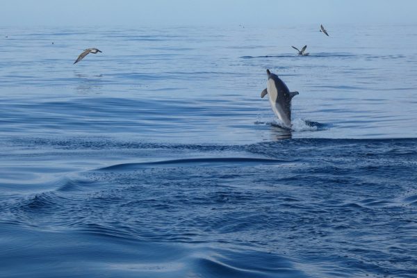 18957-dolphin-watching-in-arrabida-national-park-1679430615