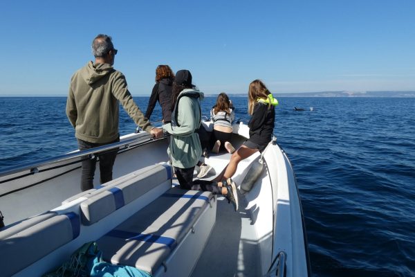 18958-dolphin-watching-in-arrabida-national-park-1679430615