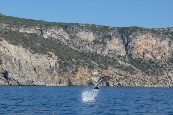 18959-dolphin-watching-in-arrabida-national-park-1679430615