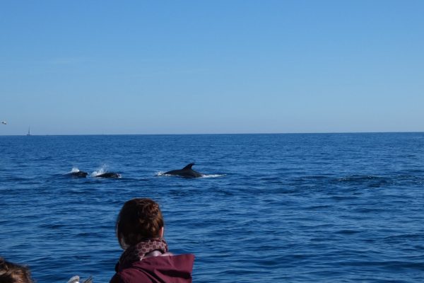 18960-dolphin-watching-in-arrabida-national-park-1679430615