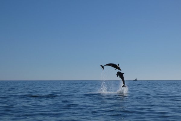 18963-dolphin-watching-in-arrabida-national-park-1679430615