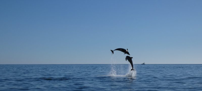 18963-dolphin-watching-in-arrabida-national-park-1679430615