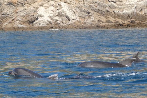 18966-dolphin-watching-in-arrabida-national-park-1679430615