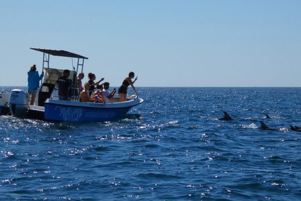 18968-dolphin-watching-in-arrabida-national-park-1679430615