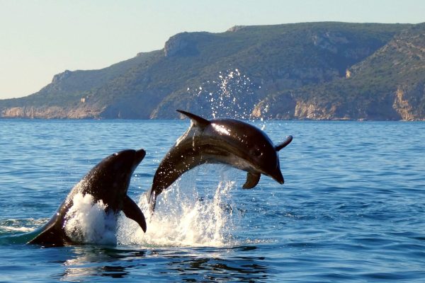 18970-dolphin-watching-in-arrabida-national-park-1679430614