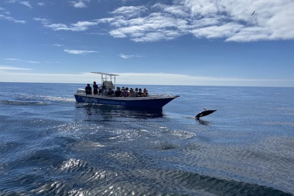 18972-dolphin-watching-in-arrabida-national-park-1679430614