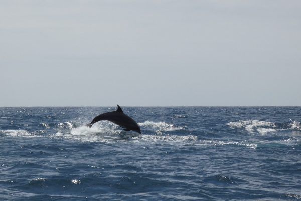 18973-dolphin-watching-in-arrabida-national-park-1679430615