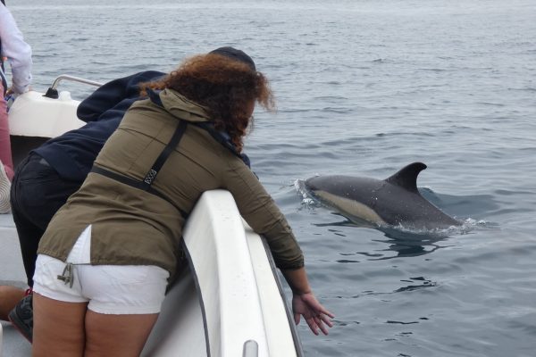 18974-dolphin-watching-in-arrabida-national-park-1679430615