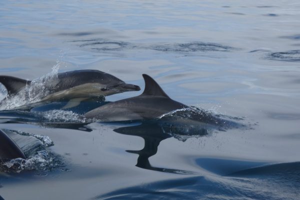 18975-dolphin-watching-in-arrabida-national-park-1679430615