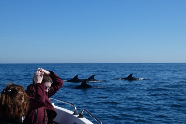 18976-dolphin-watching-in-arrabida-national-park-1679430615