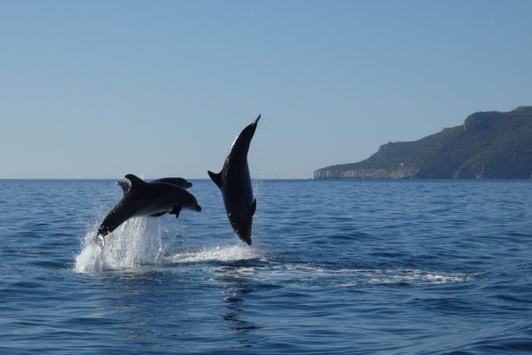 18978-dolphin-watching-in-arrabida-national-park-1679430615