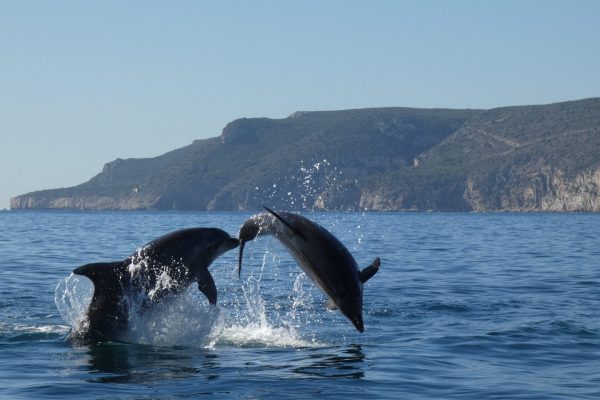 18979-dolphin-watching-in-arrabida-national-park-1679430615