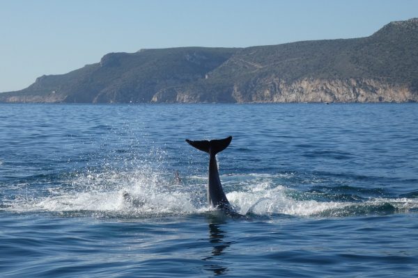 18980-dolphin-watching-in-arrabida-national-park-1679430615