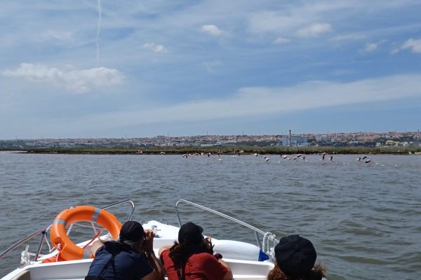 20028-lisbon-birdwatching-boat-tour-on-tagus-natural-reserve-1683386070