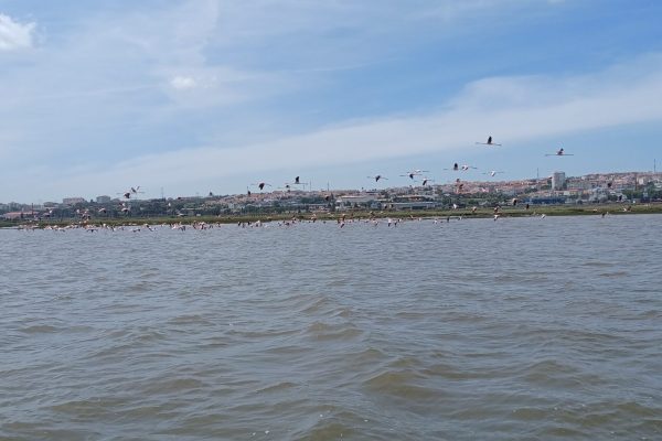 20029-lisbon-birdwatching-boat-tour-on-tagus-natural-reserve-1683386070