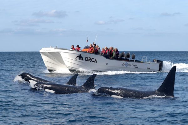 whales sagres