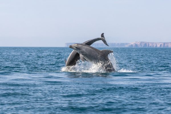 Bottlenose,Dolphin,,Algarve,Portugal,,Sagres,,Out,On,The,Ocean