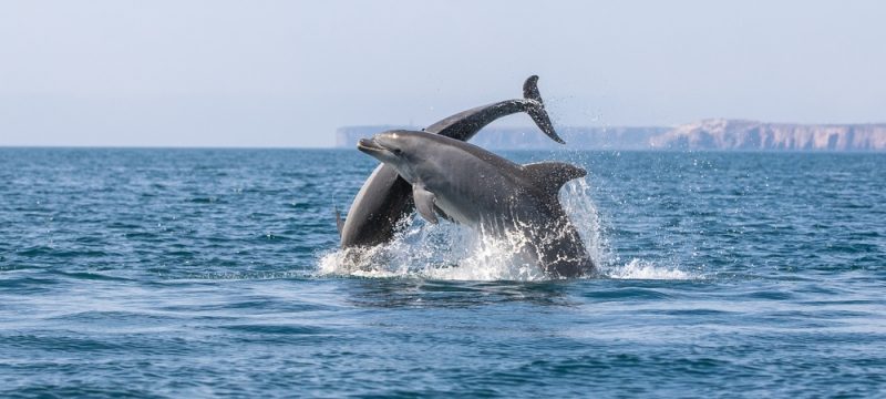 Bottlenose,Dolphin,,Algarve,Portugal,,Sagres,,Out,On,The,Ocean