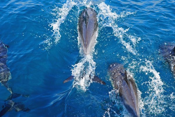 A,Pod,Of,Short-beaked,Common,Dolphin,,Delphinus,Delphis,,Selective,Focus,