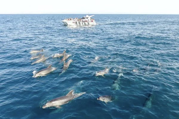 20698-dolphins-algarve-1686145579