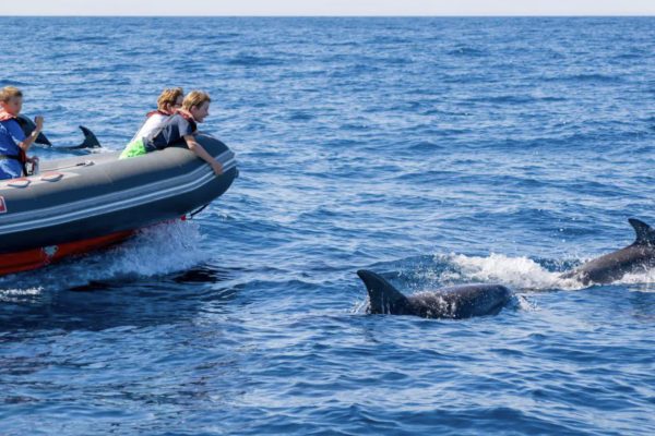 20727-benagil-dolphin-on-a-rib-boat-from-albufeira-1686155868