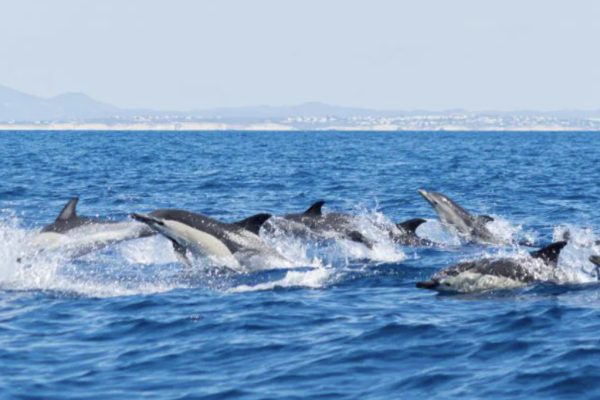 20729-algarve-dolphin-tour-1686155868