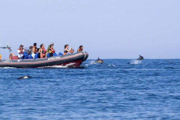 20732-benagil-dolphin-on-a-rib-boat-from-albufeira-1686155868