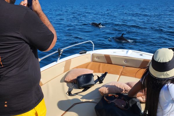 20950-dolphin-watching-charter-in-fuengirola-1687991457