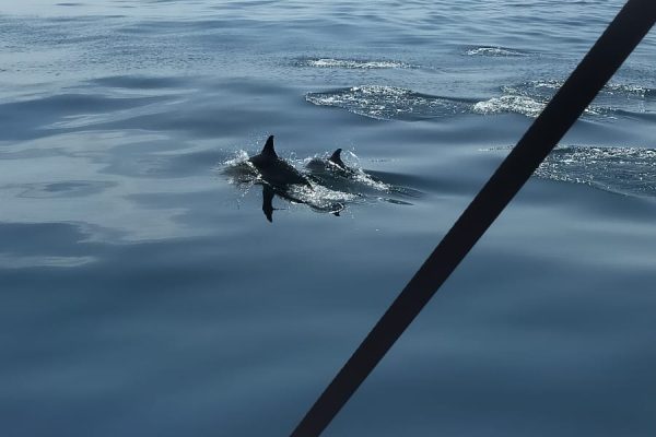 20951-dolphin-watching-charter-in-fuengirola-1687991457