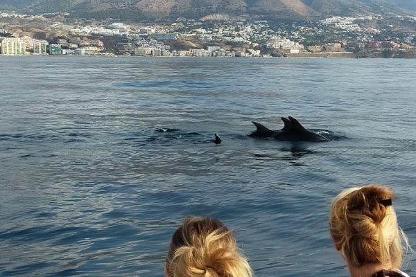 20953-dolphin-watching-charter-in-fuengirola-1687991457