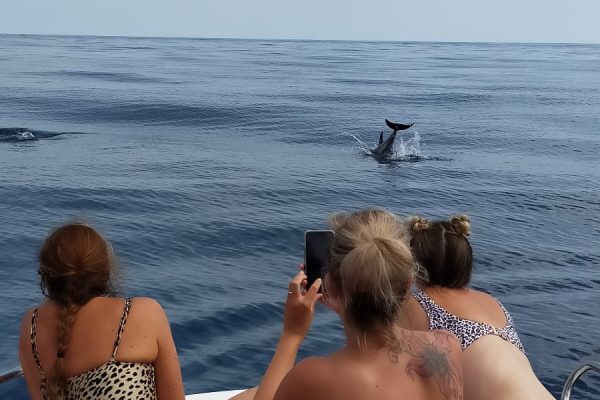 20954-dolphin-watching-charter-in-fuengirola-1687991457