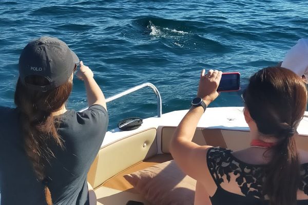 20961-dolphin-watching-charter-in-fuengirola-1687991458