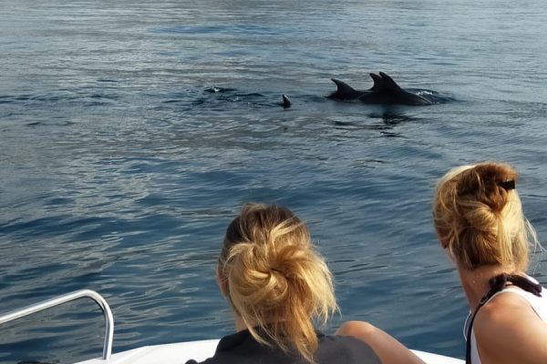 20964-dolphin-watching-charter-in-fuengirola-1687991458