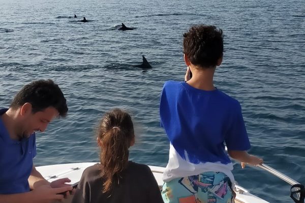 20969-dolphin-watching-charter-in-fuengirola-1687991458