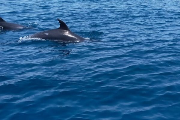 20977-dolphin-watching-charter-in-fuengirola-1687991458