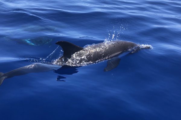 2144-dolphins-in-madeira-1575397867