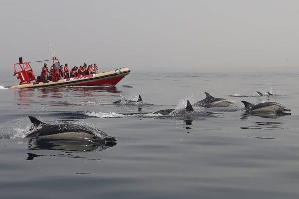 2189-cover-for-dolphin-watching-lagos-1575397888