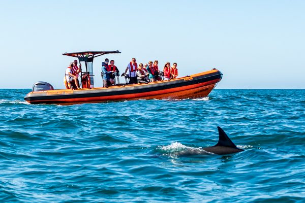 21922-cascais-dolphin-watching-tour-1693309095